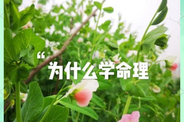 为何学命理学对我们生活不利？探寻其背后的迷思与误区