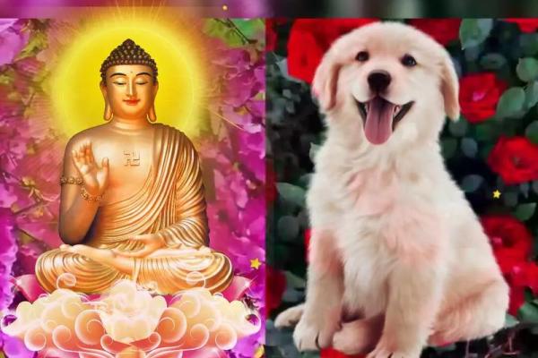 58年出生的人属狗,他们的命运与性格有何特殊之处? 58年出生的人属狗,他们的命运与性格有何特殊之处?