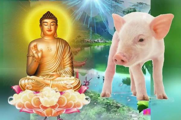 属猪之人：63岁命运解析与成功人生的秘密