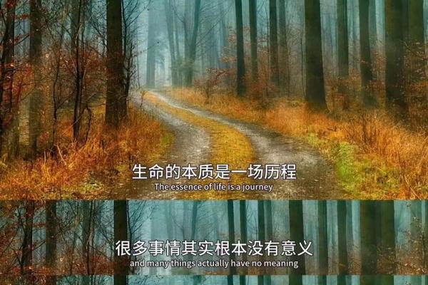 一命抵一命：探寻生命与价值的深刻意义