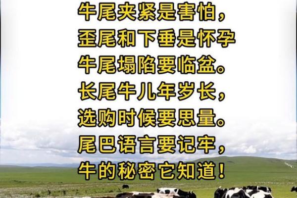 探秘1961年牛年命理：勇敢与坚持的象征