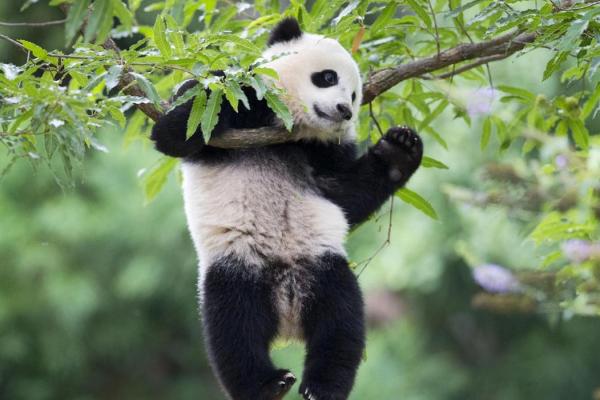 为什么熊猫的命比人重要？一探生命的珍贵与保护的意义
