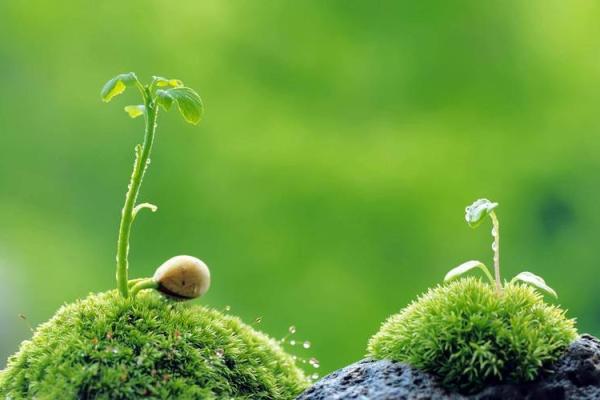 花开的颜色,命运的选择:解读“什么花就是什么命”的人生哲学 花开的颜色,命运的选择:解读“什么花就是什么命”的人生哲学