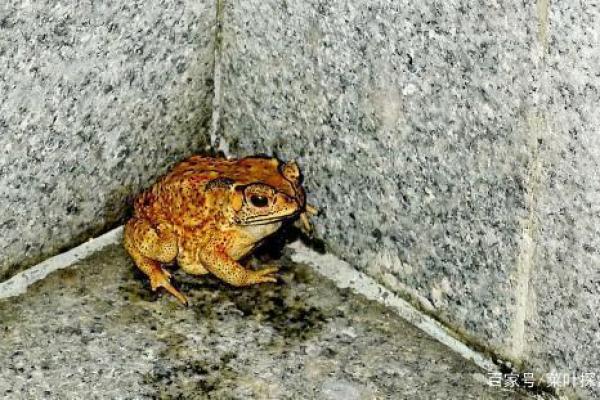 红颜博命:探寻这个神秘动物的传说与现实 红颜博命:探寻这个神秘动物的传说与现实