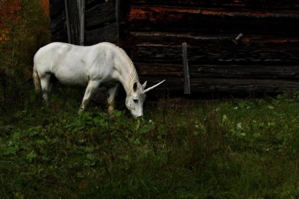 红颜博命:探寻这个神秘动物的传说与现实 红颜博命:探寻这个神秘动物的传说与现实