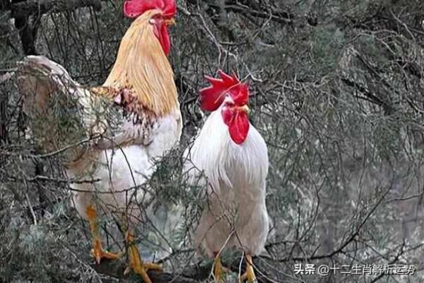 1969年属鸡命运揭秘：你是一位怎样的鸡？