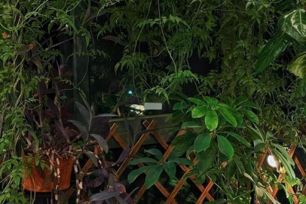 金命家庭适合放置的植物，让你家居生机勃勃！
