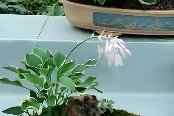 金命家庭适合放置的植物，让你家居生机勃勃！