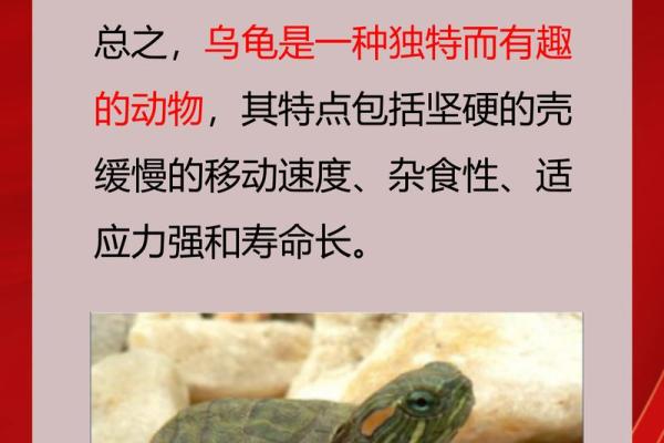 家里养龟：探索龟类与命理的奇妙联系