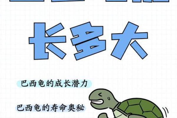 家中养龟，命运与智慧的象征：背壳下的奥秘与哲理