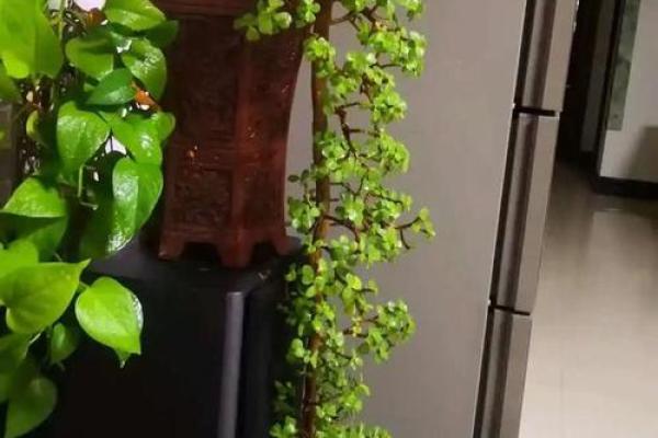 根据命格选择适合种植的植物，让生活更美好