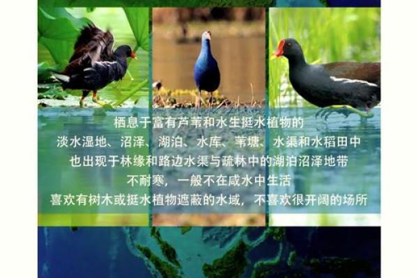 水鸡命的人适合从事哪些行业？探索适合的职业选择！