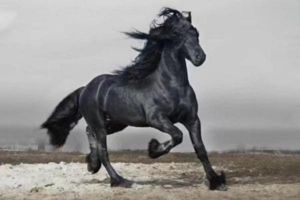 66年马年出生的女性命运分析：揭秘她们的性格与所缺之物