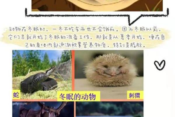巽命与生肖：解密风中的秘密动物与命运的交织