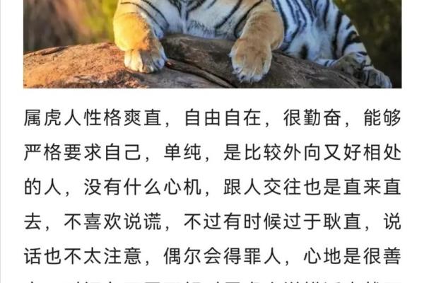 1984年属虎的人生运势与命理解析：揭示他们的性格与成就之道