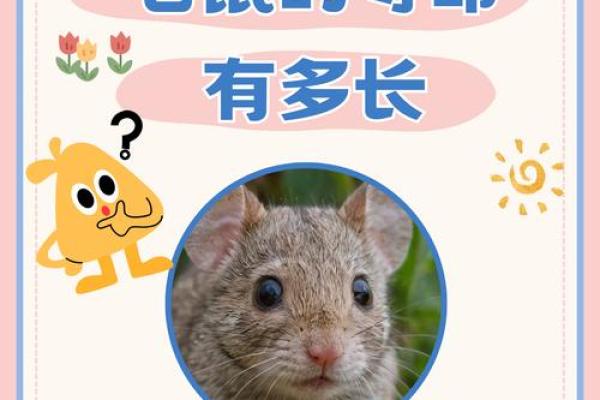 2020年属于“庚子年”——探索鼠年背后的意义与启示