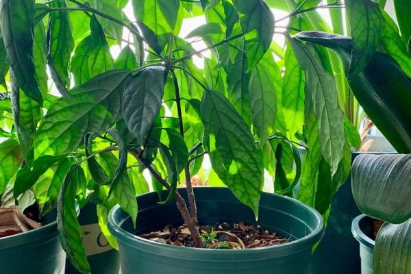 木命人士适合养的植物推荐与养护技巧