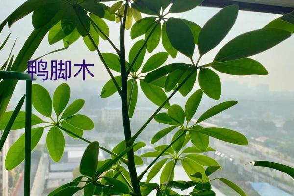 木命人士适合养的植物推荐与养护技巧