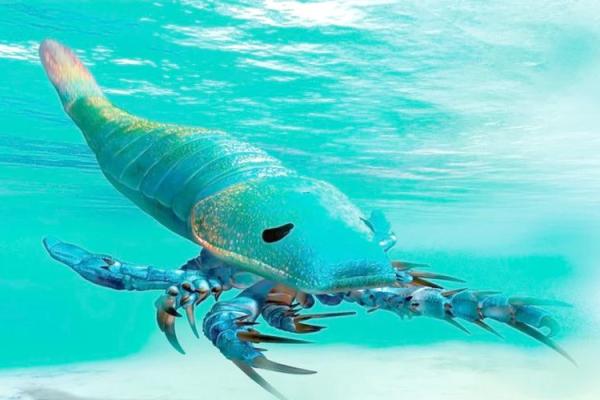 海中之命：生肖与海洋生物的神秘关系