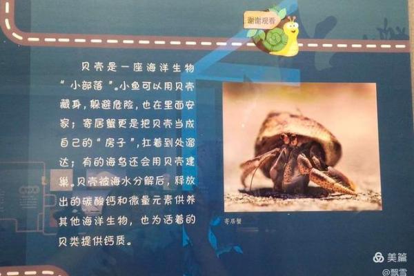海中之命：生肖与海洋生物的神秘关系