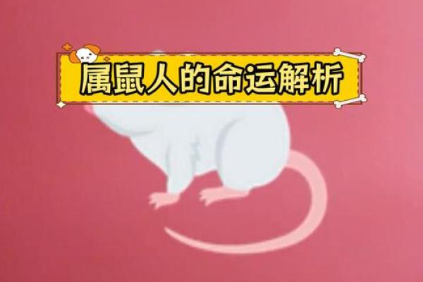 1996年属鼠人，独特的命格与人生之路