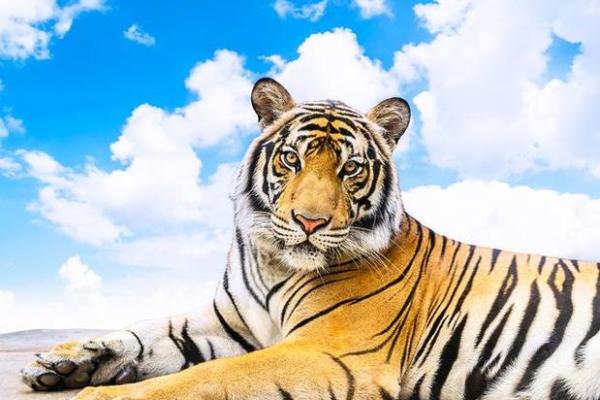 34岁属虎的人命运解析：勇敢与挑战并存的生命之旅