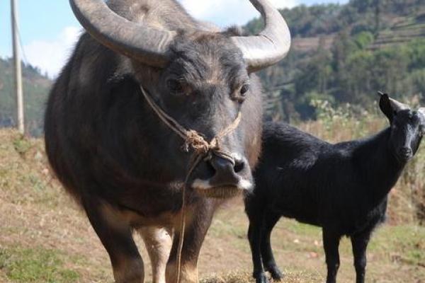 1997年牛女孩的命运与性格解析:一生的精彩与挑战 1997年牛女孩的命运与性格解析:一生的精彩与挑战