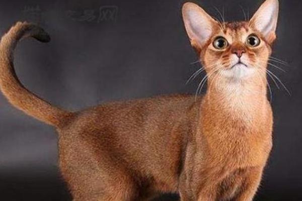 猫有18条命，探秘这神秘生物的超能力与传奇