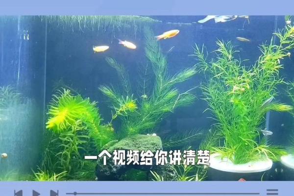 适合鱼缸养鱼的人群解析：找对风水缸，畅享鱼乐人生！