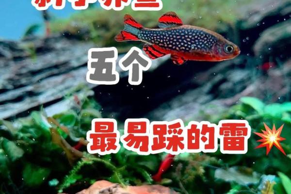 适合鱼缸养鱼的人群解析：找对风水缸，畅享鱼乐人生！