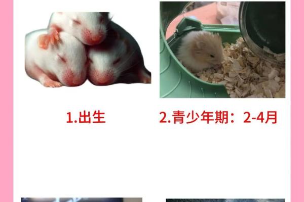 1996年出生的鼠年命，人生轨迹与性格剖析