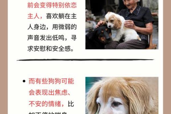 狗年出生的人命运解读：犬守好运，福气伴身！
