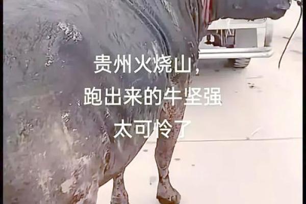 土牛：为什么它代表火命的独特象征