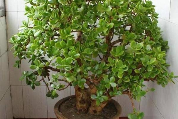 缺水命格的人适合养哪些植物?助你提升气场与运势! 缺水命格的人适合养哪些植物?助你提升气场与运势!