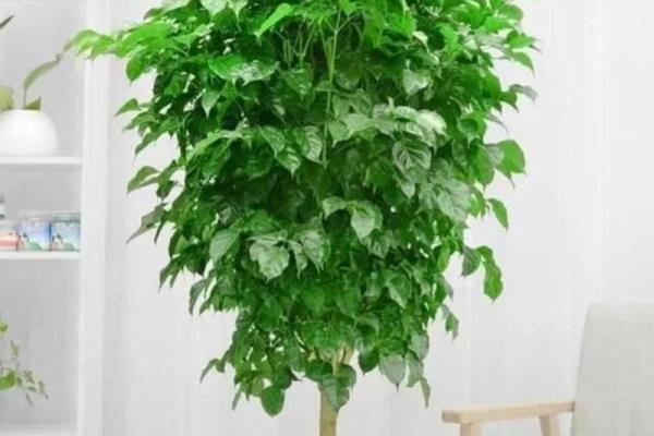 缺水命格的人适合养哪些植物?助你提升气场与运势! 缺水命格的人适合养哪些植物?助你提升气场与运势!