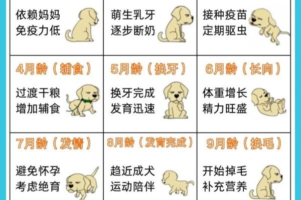 狗年狗月出生的命运解析：你的性格与运势该如何解读？