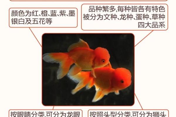 为什么有些命格不能养金鱼？探秘金鱼的禁忌与命理关系