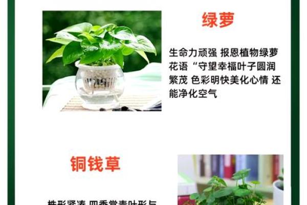 火命人适合花瓶的最佳摆放位置，提升运势与生活品质！