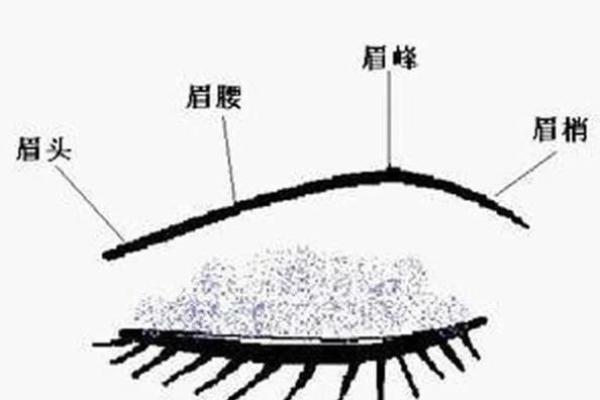 女人掉眉毛的命运解读：你是否了解眉毛与运势的秘密？
