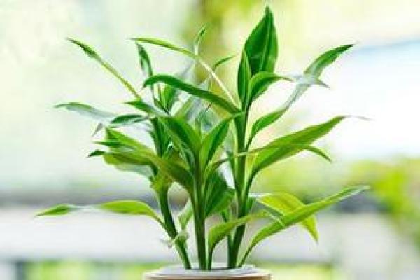 火命人的招财秘笈：适合养什么植物？