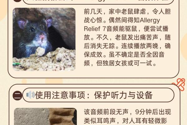 探秘鼠年2019：命理解读与生活建议