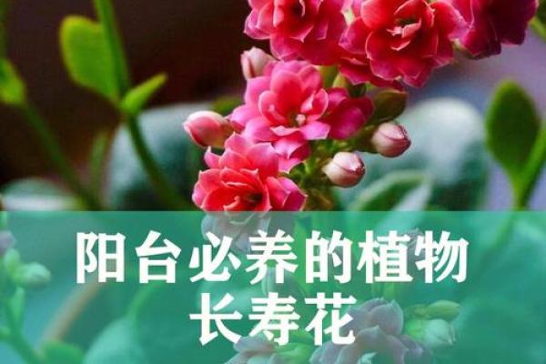 土命之人为何不宜养花，揭示土命与植物的奇妙关系