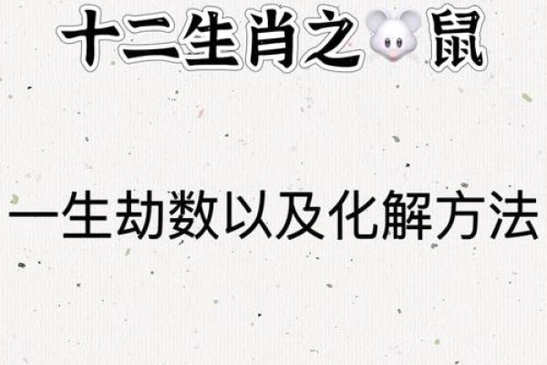 鼠年松鼠命：解密属鼠与松鼠的奇妙关系