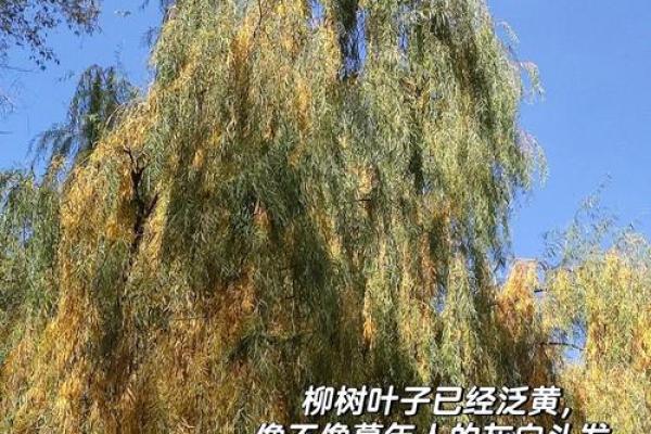 鼻头没骨头：解读生命的脆弱与力量