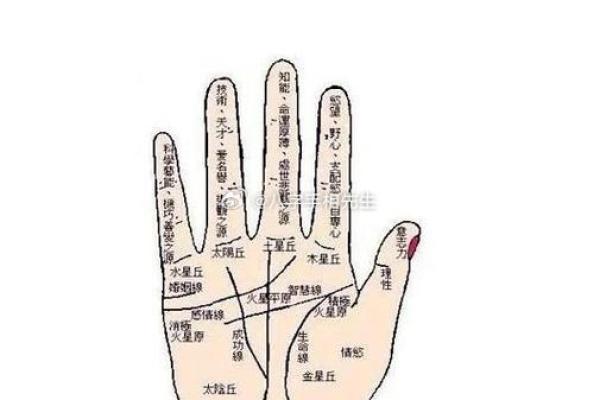 手相解析：透过掌纹看人生的命运与个性