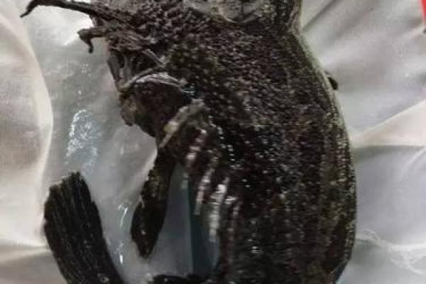 深海命鱼为何如此便宜？探寻其背后的秘密与消费趋势！