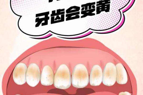 牙齿数量与命运：揭示28颗牙齿背后的秘密人生