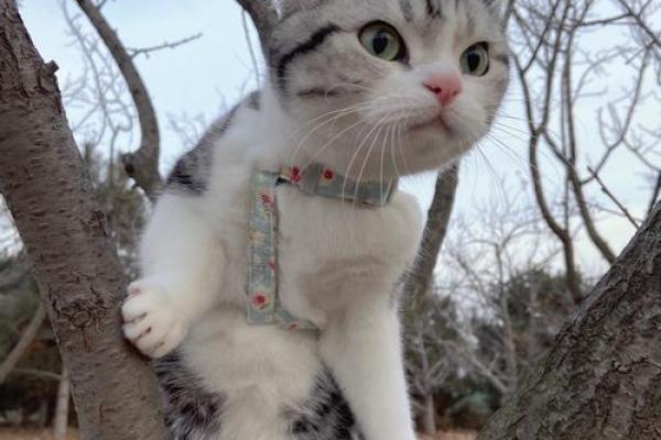 喜欢猫的人命好？探究猫咪爱好者的命运之谜！