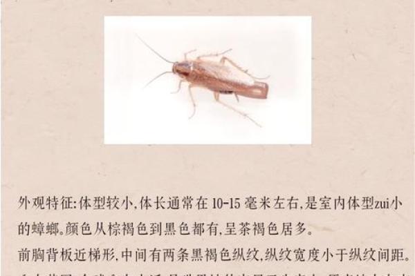 探秘蟑螂的生存之道：为什么它们的命如此坚韧？