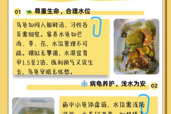 乌龟的命理忌讳：如何选择乌龟以避免不利影响